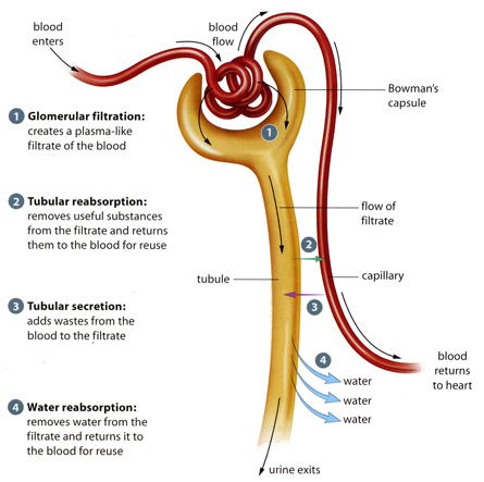 nephron myhealth