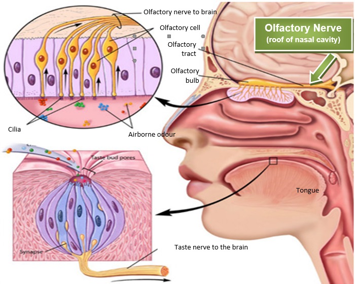 Partial Anosmia, Olfactory Adaptation or Why I Do Not Smell ~ Raw